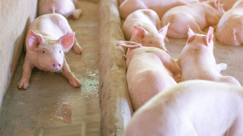 Giá heo hơi hôm nay 10/05 tại miền Bắc Giá heo hơi hôm nay 10/05 tại miền Bắc