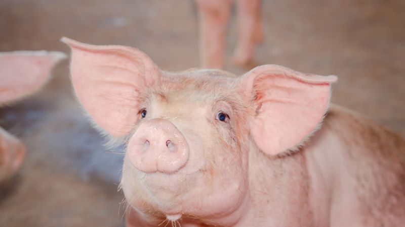 Giá heo hơi hôm nay 10/05 tại miền Trung, Tây Nguyên Giá heo hơi hôm nay 10/05 tại miền Trung, Tây Nguyên