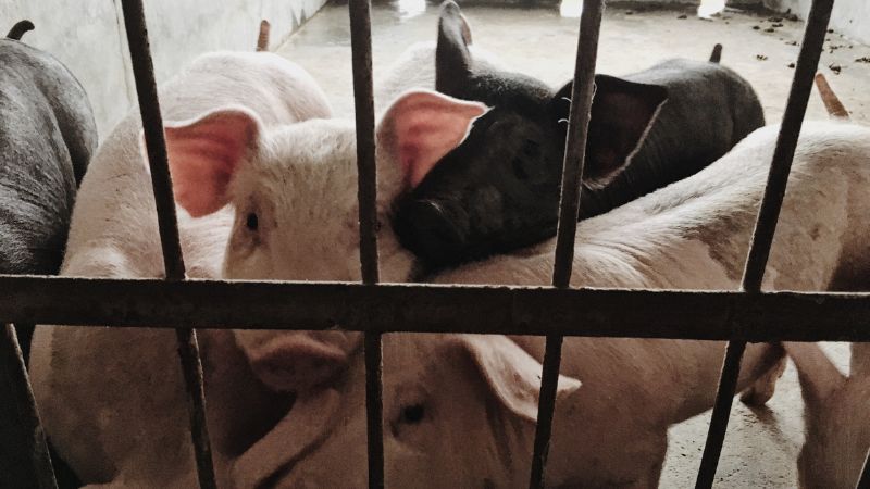 Giá heo hơi hôm nay 10/05 tại miền Nam Giá heo hơi hôm nay 10/05 tại miền Nam