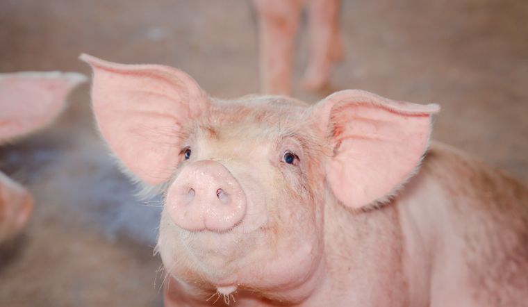 Giá heo hơi hôm nay 10/05: Tiếp đà tăng 1.000 đồng/kg