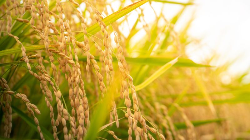 Giá lúa hôm nay 11/5