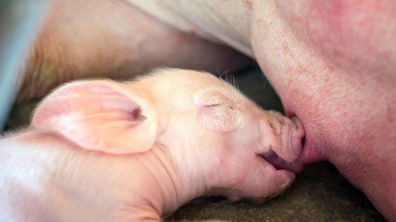 Giá heo hơi hôm nay 13/05 tại miền Bắc Giá heo hơi hôm nay 13/05 tại miền Bắc