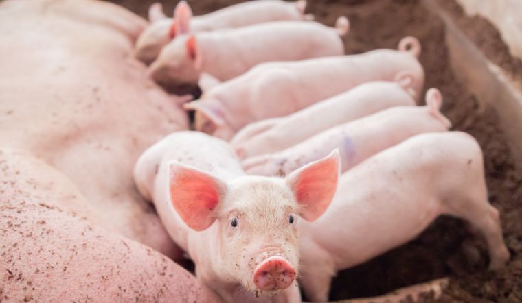 Giá heo hơi hôm nay 13/05: Tăng rải rác tại một số địa phương