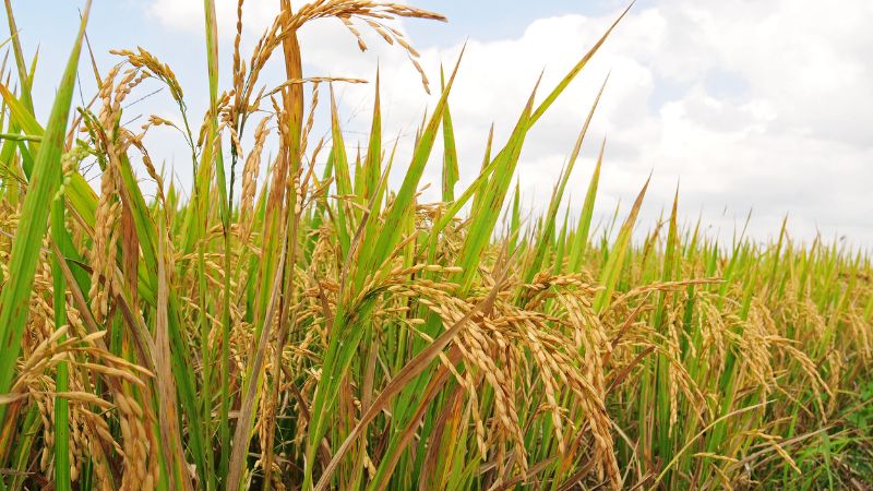 Giá gạo hôm nay 13/5