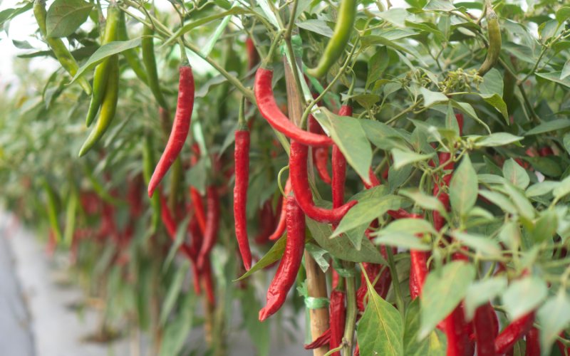 Giá ớt hôm nay 14/05/2024 mới nhất