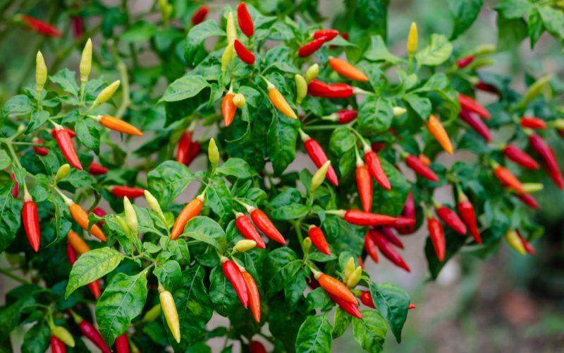 Giá ớt hôm nay 14/05/2024