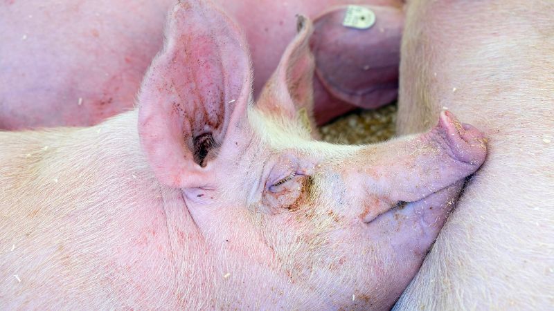 Giá heo hơi hôm nay 14/05 tại miền Bắc Giá heo hơi hôm nay 14/05 tại miền Bắc