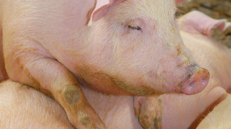 Giá heo hơi hôm nay 14/05 tại miền Trung, Tây Nguyên Giá heo hơi hôm nay 14/05 tại miền Trung, Tây Nguyên