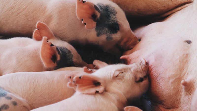 Giá heo hơi hôm nay 14/05 tại miền Nam Giá heo hơi hôm nay 14/05 tại miền Nam