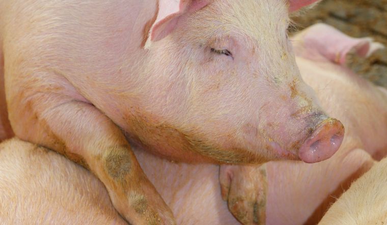 Giá heo hơi hôm nay 14/05: Điều chỉnh tăng 2.000 đồng/kg