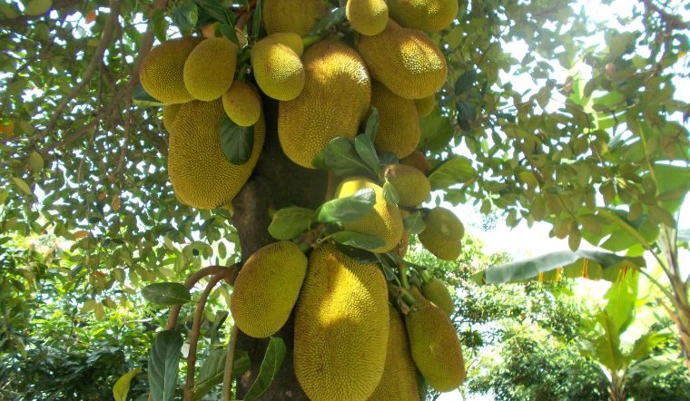 Giá mít Thái hôm nay 14/5/2024: Mít nhất giảm giá