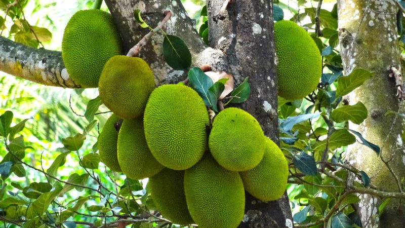 Cách đề phòng cây mít Thái tét nhánh mùa mưa