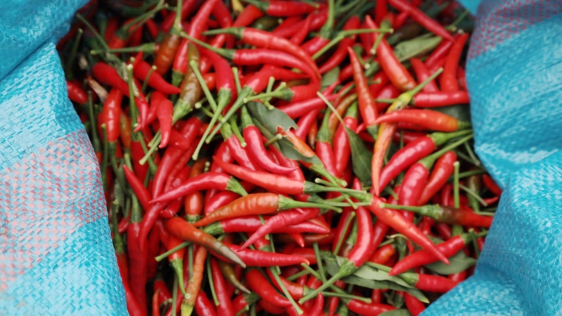 Giá ớt hôm nay 15/05/2024 cập nhật mới nhất