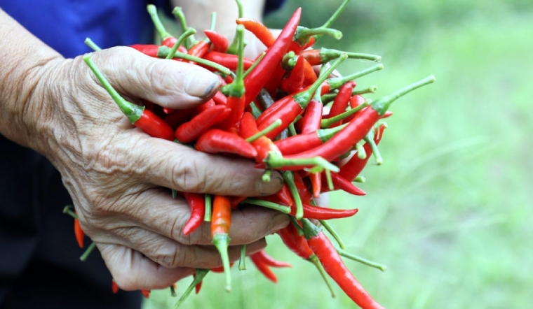 Giá ớt hôm nay 15/05/2024: Tạm không ghi nhận biến động thêm