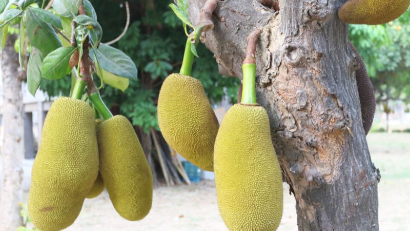 Cách làm đạt mít Kem lớn ra nhiều, dễ bán Cách làm đạt mít Kem lớn ra nhiều, dễ bán