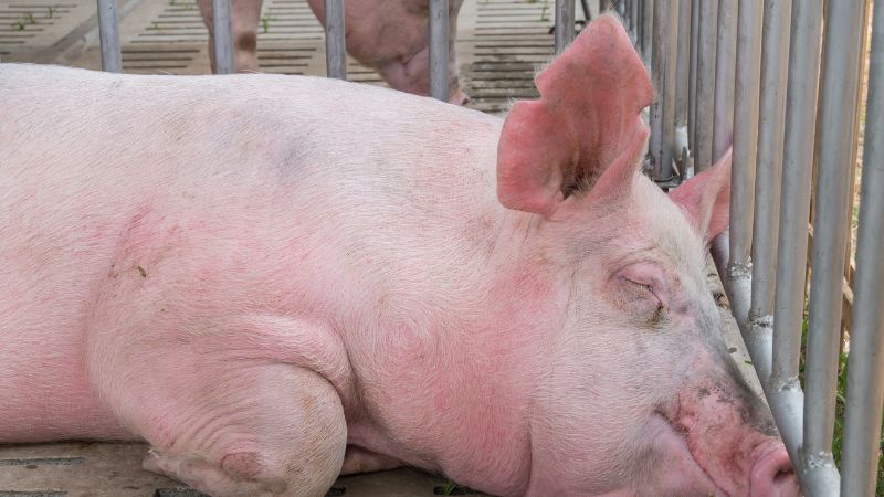 Giá heo hơi hôm nay 15/05 tại miền Bắc