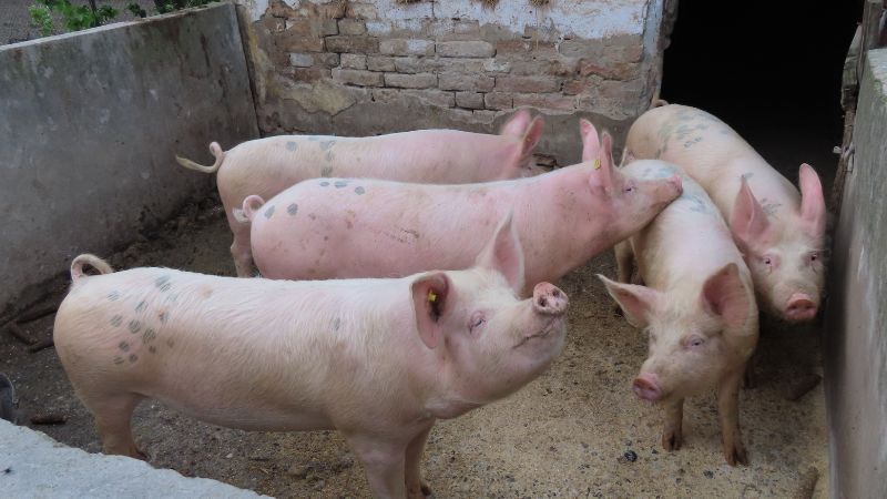 Giá heo hơi hôm nay 15/05 tại miền Nam