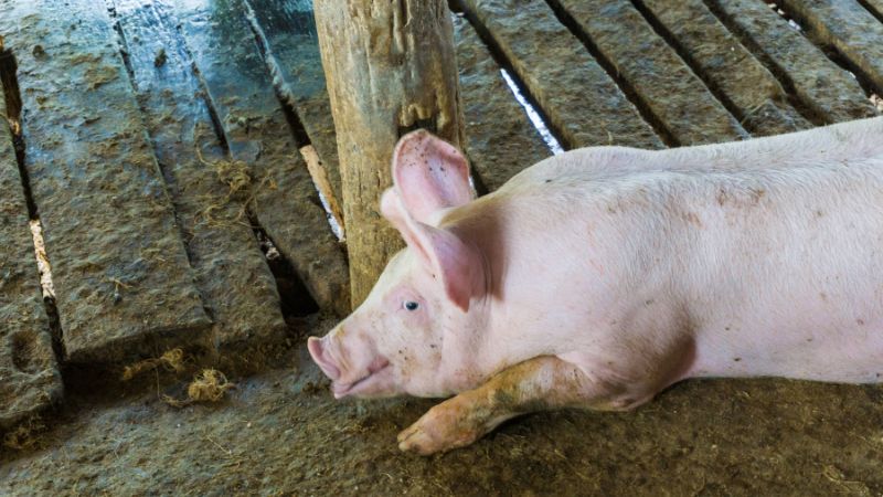 Giá heo hơi hôm nay 16/05 tại miền Bắc