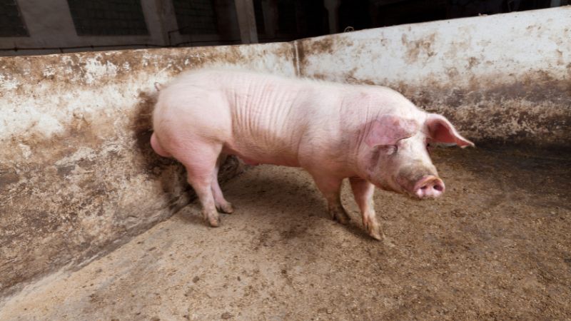 Giá heo hơi hôm nay 16/05 tại miền Trung, Tây Nguyên