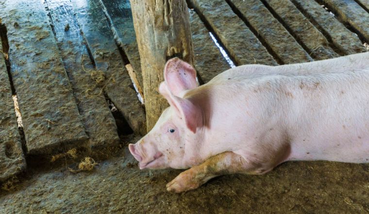 Giá heo hơi hôm nay 16/05: Tăng rải rác 1.000 đồng/kg