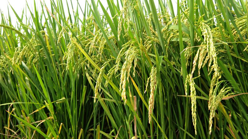 Giá gạo hôm nay 16/5 Giá gạo hôm nay 16/5