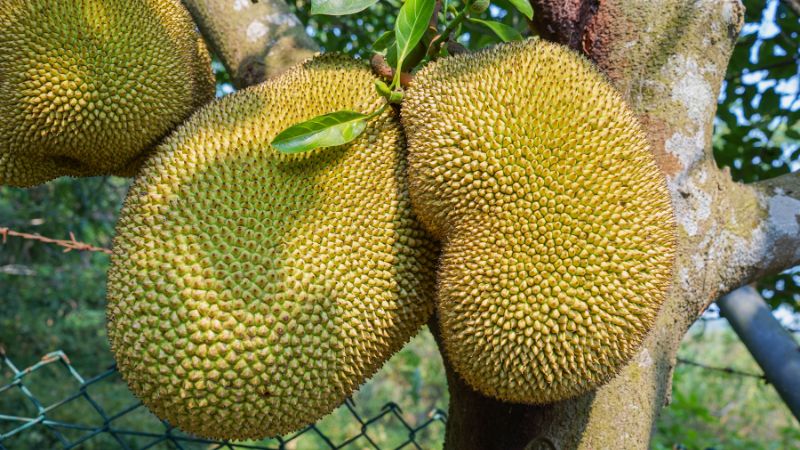 Vì sao phải đề phòng ruồi vàng hại mít Thái mùa mưa?