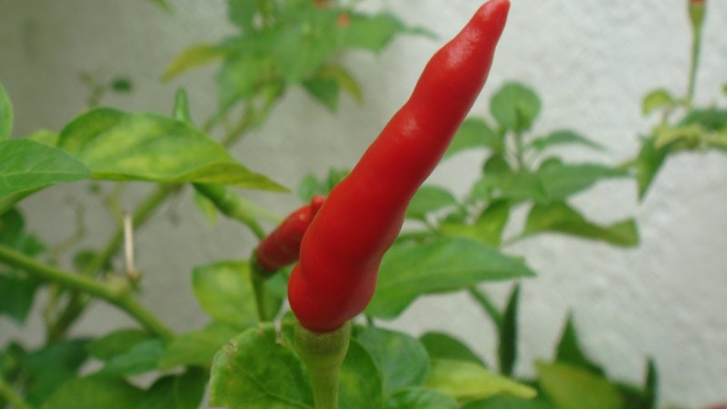 Giá ớt hôm nay 17/05/2024 cập nhật mới nhất