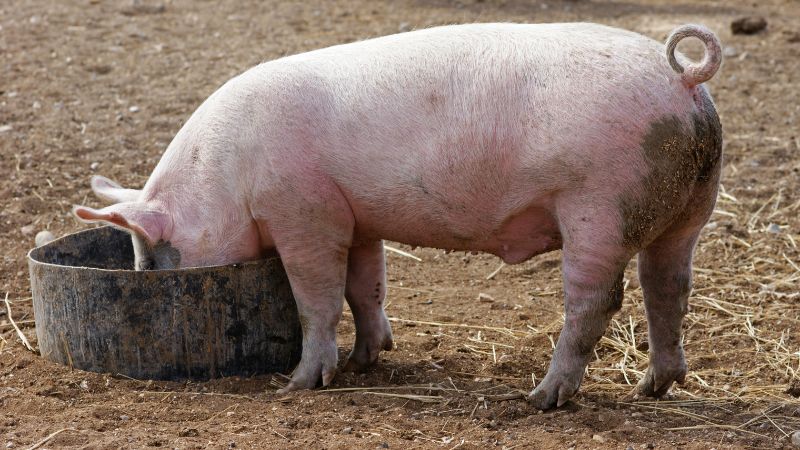 Giá heo hơi hôm nay 17/05 tại miền Bắc