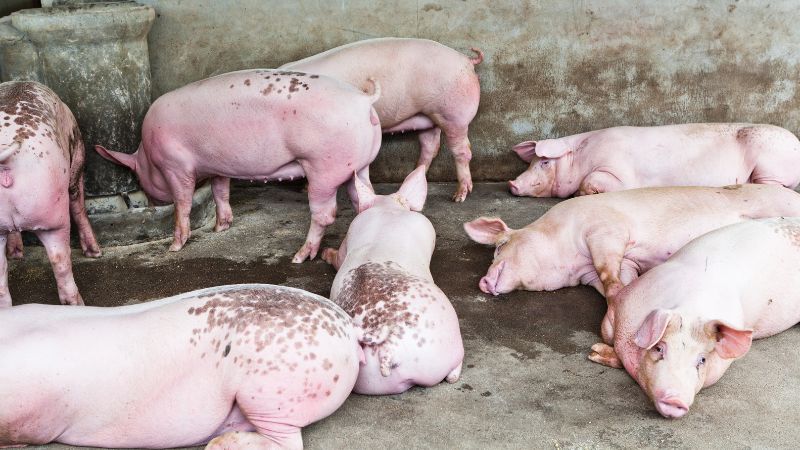 Giá heo hơi hôm nay 17/05 tại miền Trung, Tây Nguyên