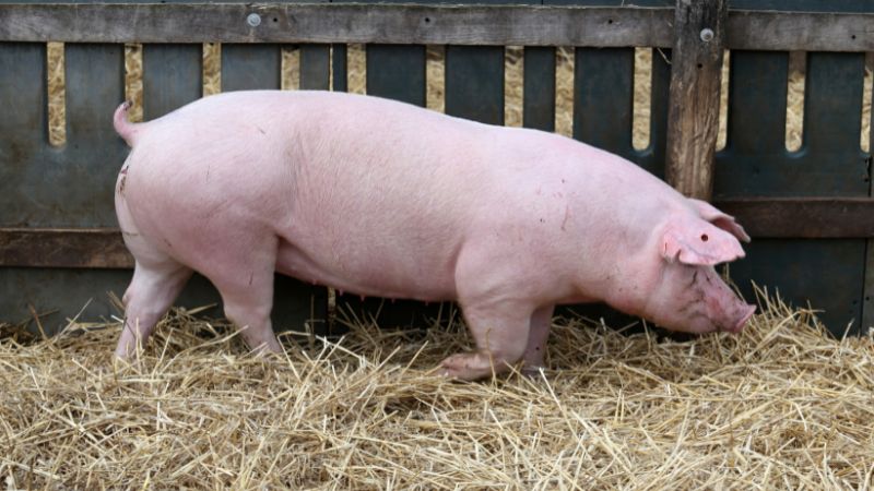 Giá heo hơi hôm nay 17/05 tại miền Nam