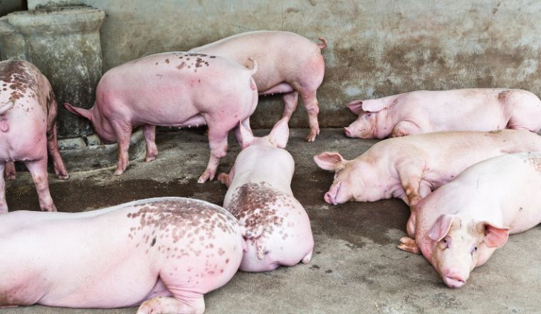 Giá heo hơi hôm nay 17/05: Tăng nhẹ tại một vài nơi