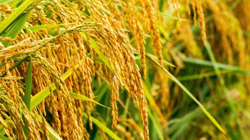 Giá gạo hôm nay 17/5