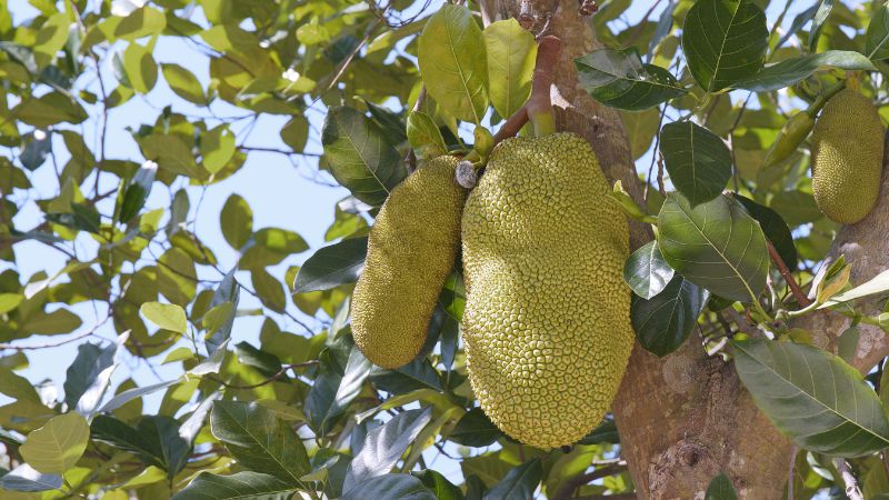 Tại sao cây mít Thái quá tốt sẽ có nhiều tác hại?