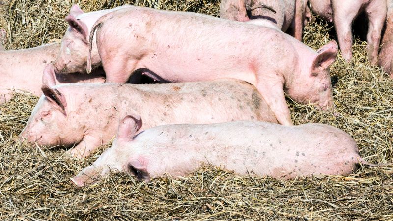 Giá heo hơi hôm nay 18/05 tại miền Trung, Tây Nguyên Giá heo hơi hôm nay 18/05 tại miền Trung, Tây Nguyên