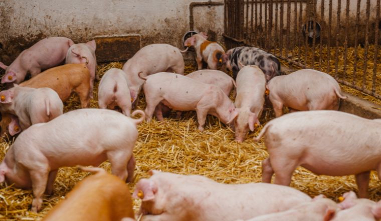 Giá heo hơi hôm nay 18/05: Tăng rải rác từ 1.000 - 2.000 đồng/kg