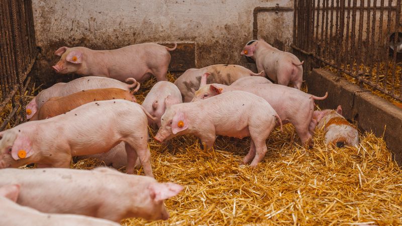 Giá heo hơi hôm nay 20/05 tại miền Bắc Giá heo hơi hôm nay 20/05 tại miền Bắc