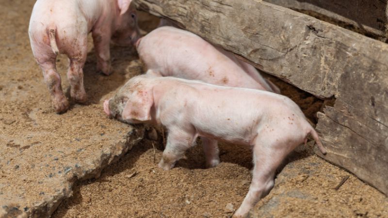 Giá heo hơi hôm nay 20/05 tại miền Nam Giá heo hơi hôm nay 20/05 tại miền Nam