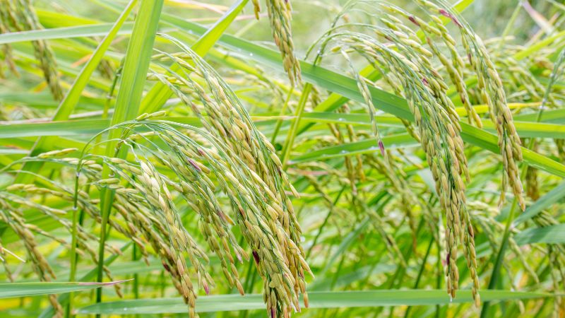 Giá gạo hôm nay 20/5