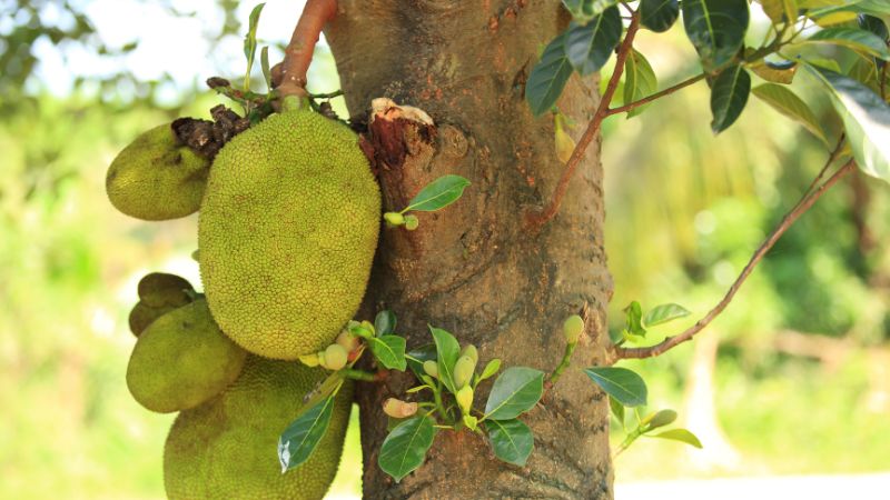 Nấm hồng xuất hiện trên thân cây mít Thái xử lý thế nào? Nấm hồng xuất hiện trên thân cây mít Thái xử lý thế nào?