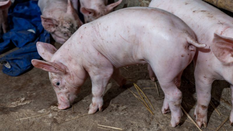 Giá heo hơi hôm nay 21/05 tại miền Trung, Tây Nguyên Giá heo hơi hôm nay 21/05 tại miền Trung, Tây Nguyên