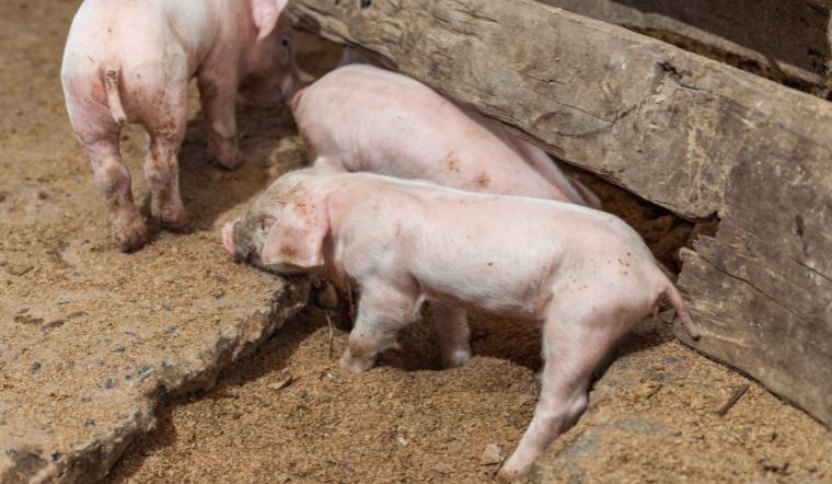 Giá heo hơi hôm nay 21/05: Duy trì mức tăng tại ba miền