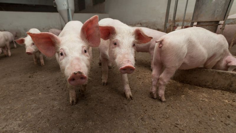 Giá heo hơi hôm nay 22/05 tại miền Trung, Tây Nguyên
