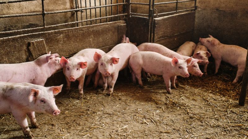 Giá heo hơi hôm nay 22/05 tại miền Nam