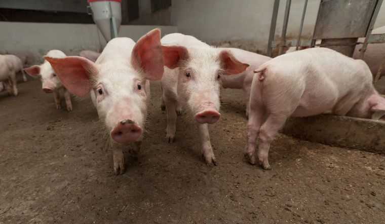 Giá heo hơi hôm nay 22/05: Tiếp tục tăng, chạm mốc 86.000 đồng/kg