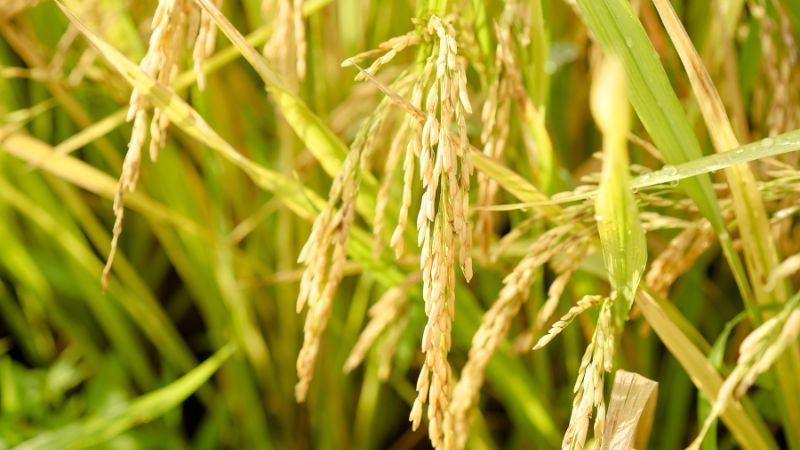 Giá gạo hôm nay 22/5