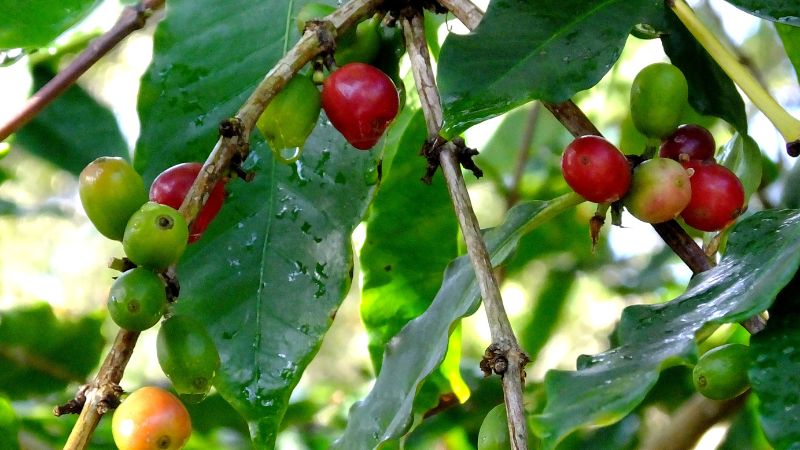 Giá cà phê Robusta giao dịch tại London Giá cà phê Robusta giao dịch tại London