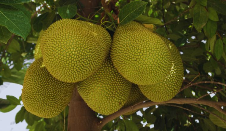 Giá mít Thái hôm nay 22/5/2024: Tiếp tục chững giá