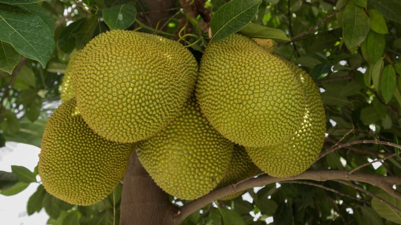 Cách nhận biết trái mít đạt màu