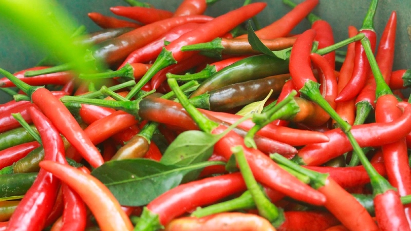 Giá ớt hôm nay 23/05/2024 mới nhất