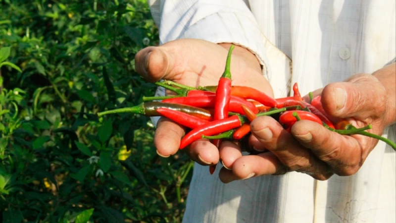 Giá ớt hôm nay 23/05/2024